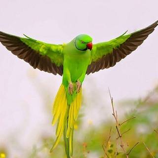 Green birds wallpaper