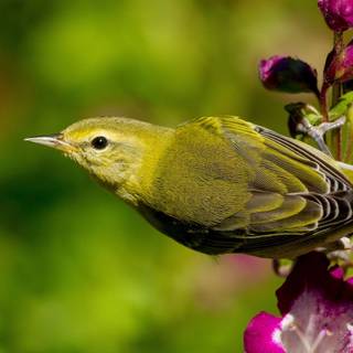 Green birds wallpaper