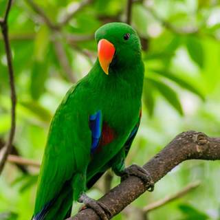 Green birds wallpaper