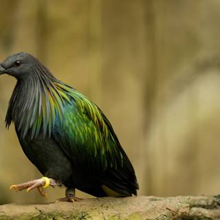 Green birds wallpaper