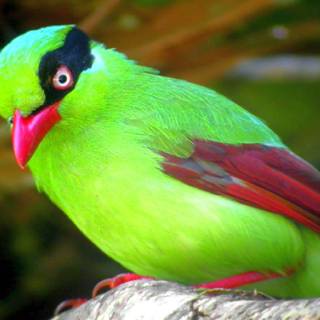 Green birds wallpaper