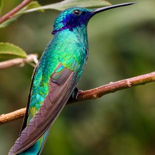 Green birds wallpaper