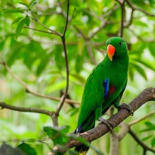 Green birds wallpaper