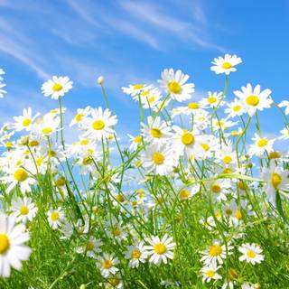 Daisy spring wallpaper