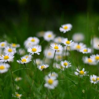 Daisy spring wallpaper