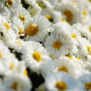 Daisy spring wallpaper