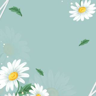 Daisy spring wallpaper