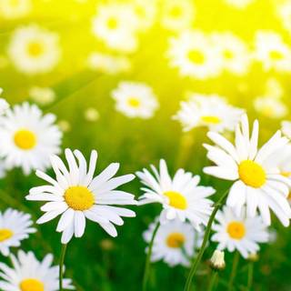Daisy spring wallpaper