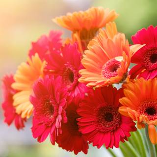 Daisy spring wallpaper