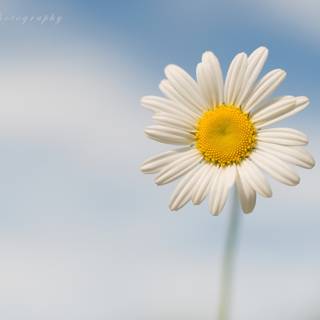 Daisy spring wallpaper