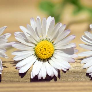 Spring flowers simple wallpaper