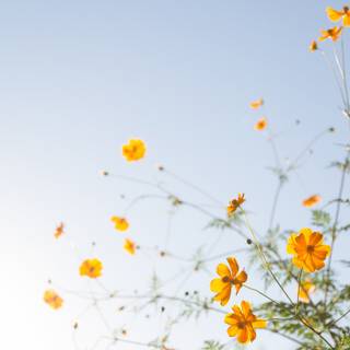 Spring flowers simple wallpaper