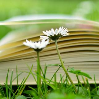 Books and spring wallpaper