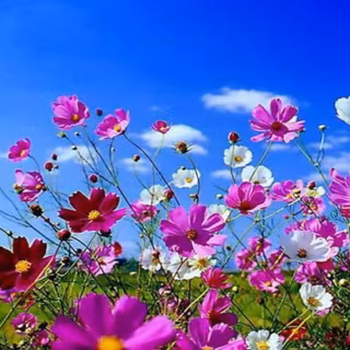 High res spring wallpaper