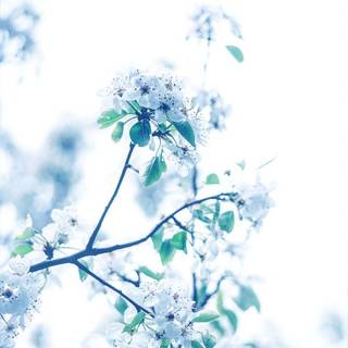 Winter flowers iPhone wallpaper