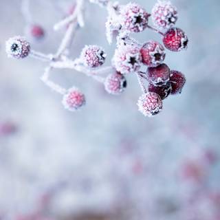 Winter flowers phone wallpaper