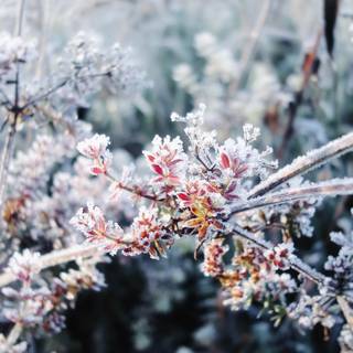 Winter flowers iPhone wallpaper