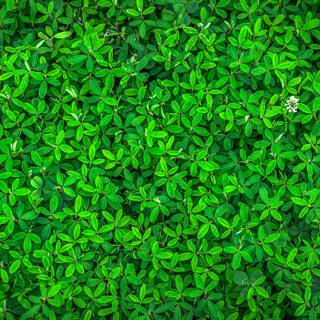 Spring green wallpaper