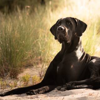 Great Dane puppy wallpaper