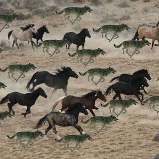 Horse and wolf wallpaper