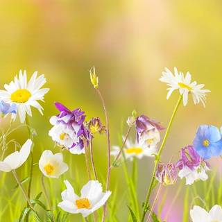 Spring welcome wallpaper