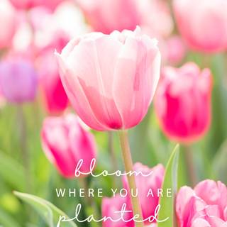 Spring welcome wallpaper