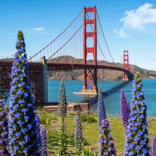 San Francisco spring wallpaper