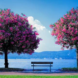 2560x1440 spring wallpaper