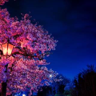 2560x1440 spring wallpaper