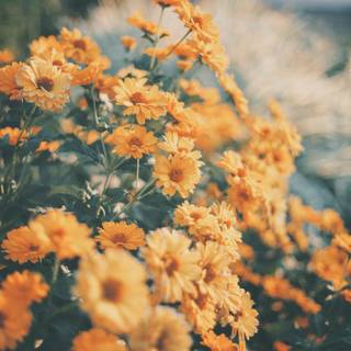 Spring landscape aesthetic wallpaper