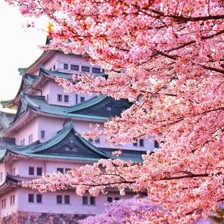 Aesthetic spring Japan wallpaper