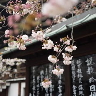 Aesthetic spring Japan wallpaper