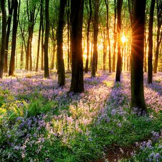 2560x1440 spring wallpaper