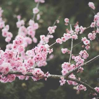 Spring landscape aesthetic wallpaper
