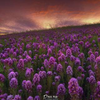 San Francisco spring wallpaper