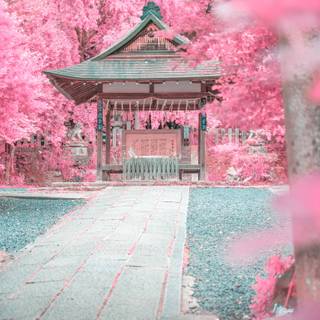 Aesthetic spring Japan wallpaper