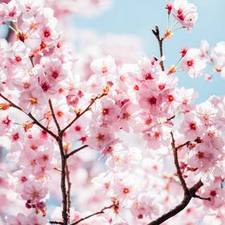 Aesthetic spring Japan wallpaper