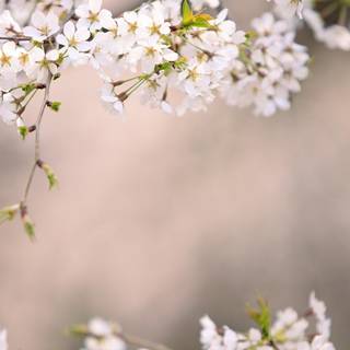 Aesthetic spring Japan wallpaper