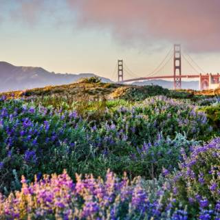 San Francisco spring wallpaper