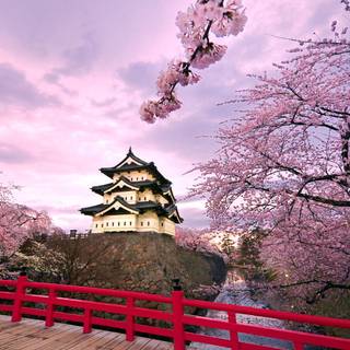 Aesthetic spring Japan wallpaper