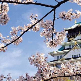 Aesthetic spring Japan wallpaper