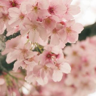 Spring San Francisco wallpaper