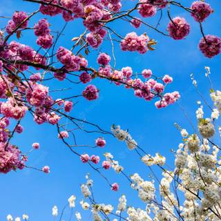 Aesthetic spring Japan wallpaper