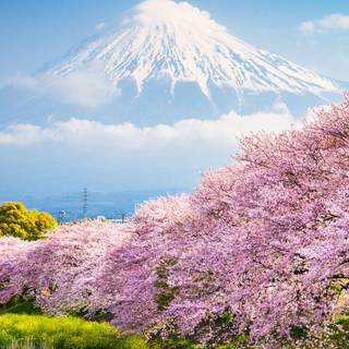 Spring landscape aesthetic wallpaper