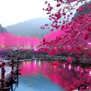 Aesthetic spring Japan wallpaper