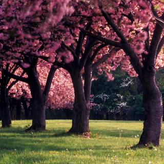 2560x1440 spring wallpaper