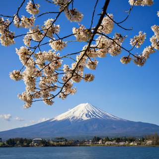 Aesthetic spring Japan wallpaper