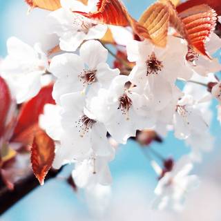 Spring welcome wallpaper