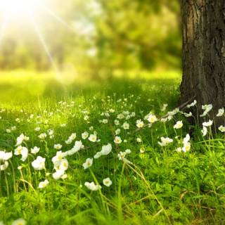 2560x1440 spring wallpaper