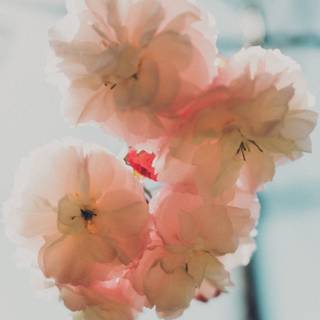 San Francisco spring wallpaper